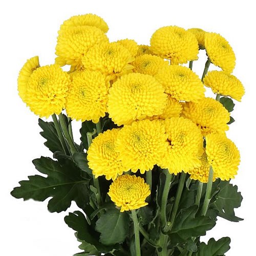 Chrysant Spr. Limoncello