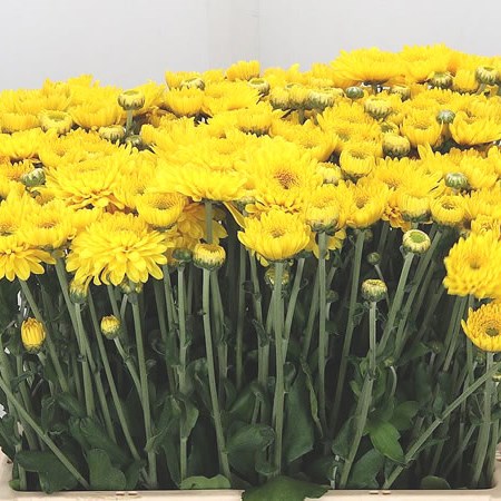 Chrysant Spr. Littleton Yellow