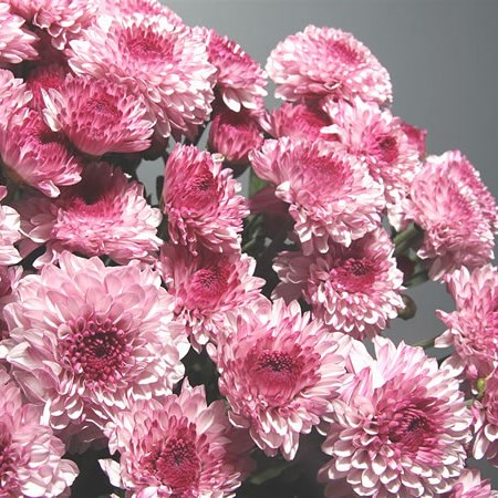 Chrysant Spr. Lollipop