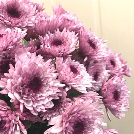 Chrysant Spr. Louise Pink