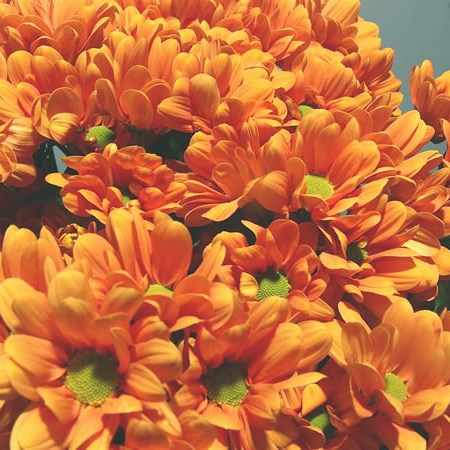 Chrysant Spr. Mango