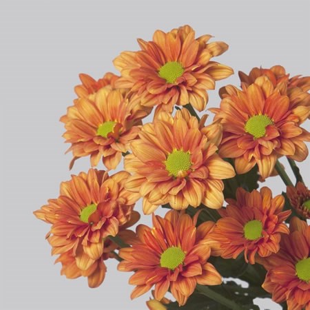 Chrysant Spr. Marcato