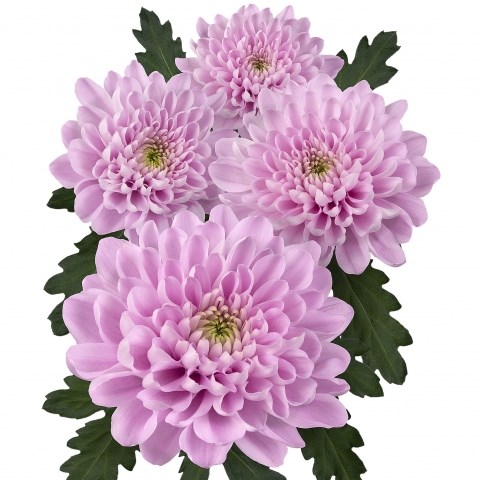 Chrysant Spr. Maureen