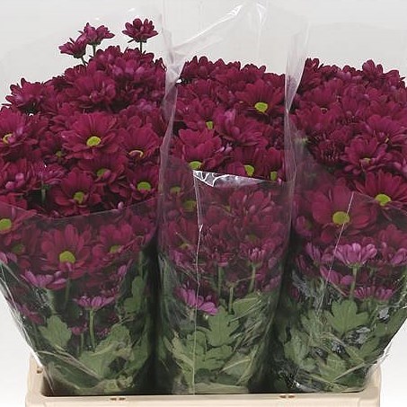 Chrysant Spr. Memphis Dark