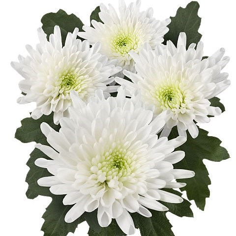 Chrysant Spr. Octo