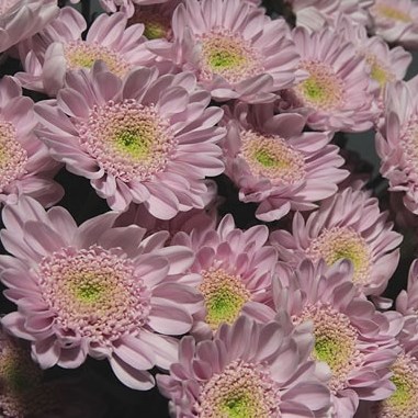 Chrysant Spr. Optimist