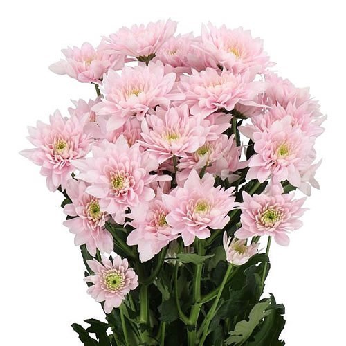 Chrysant Spr. Pastela Pink