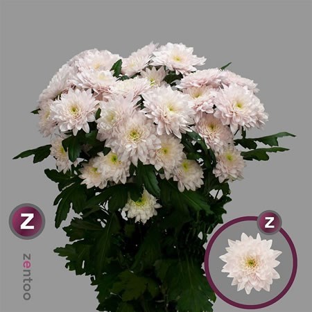 Chrysant Spr. Pastela Rose