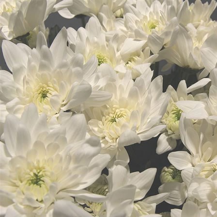 Chrysant Spr. Pina Colada