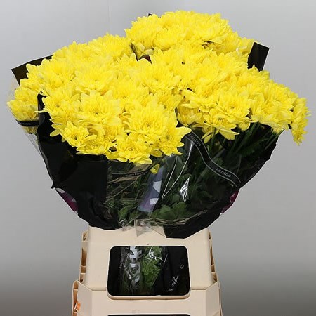 Chrysant Spr. Pina Colada Yellow