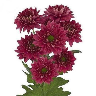 Chrysant Spr. Prada Coral