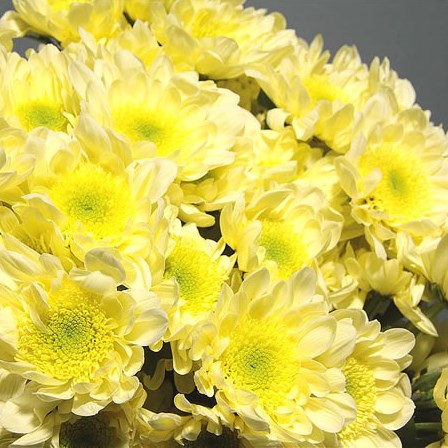 Chrysant Spr. Radost Cream