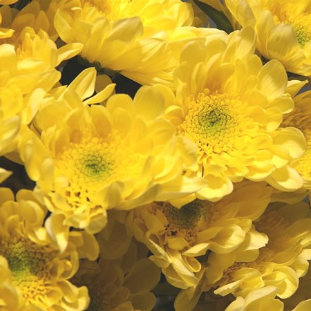 Chrysant Spr. Radost Yellow