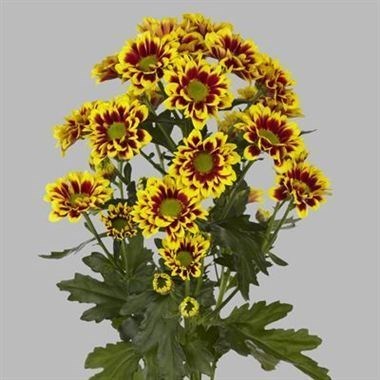 Chrysant Spr. Raisa