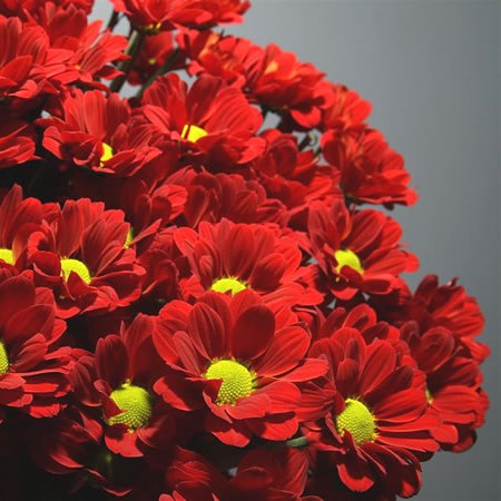 Chrysant Spr. Redstart