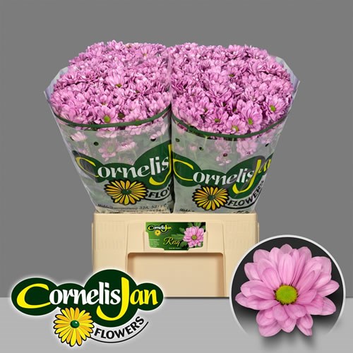 Chrysant Spr. Resq