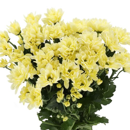Chrysant Spr. Resq Cream