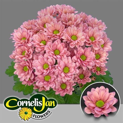 Chrysant Spr. Resq Lucie