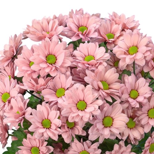 Chrysant Spr. Resq Salmon