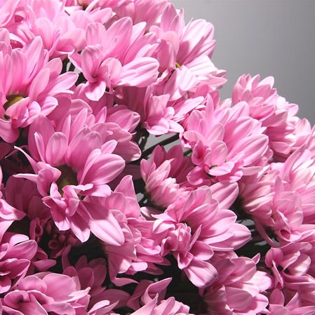 Chrysant Spr. Rihanna