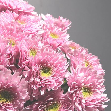 Chrysant Spr. Romance