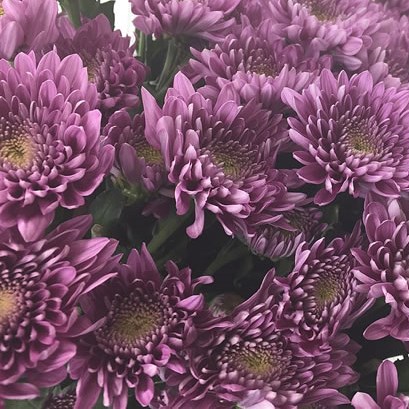 Chrysant Spr. Romance Purple
