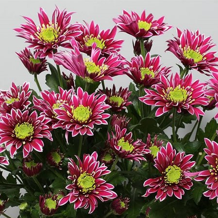 Chrysant Spr. Saba