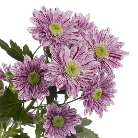 Chrysant Spr. Serenity