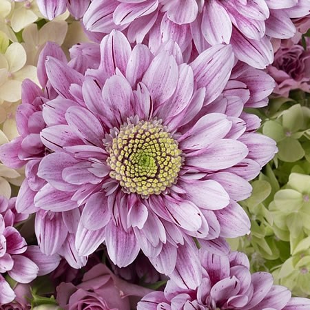 Chrysant Spr. Serenity Sweet