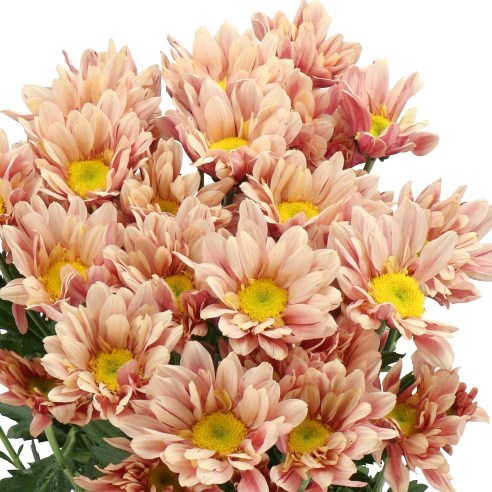 Chrysant Spr. Serenity Sweet Peach