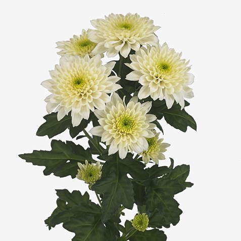 Chrysant Spr. Sorbet Vanilla