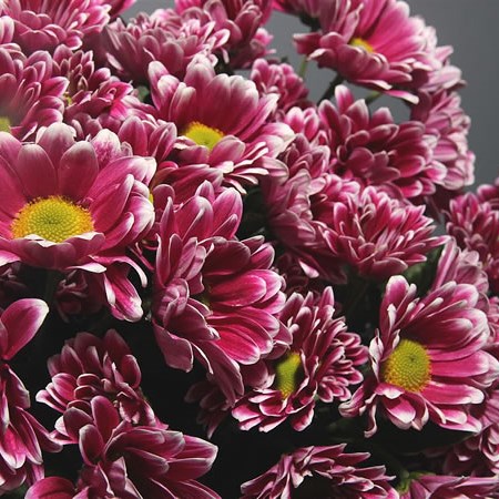 Chrysant Spr. Sound