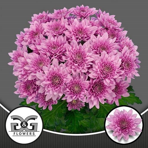 Chrysant Spr. Suavecito