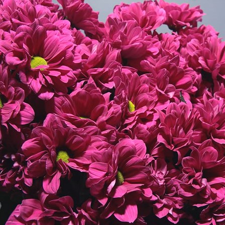 Chrysant Spr. Talitha