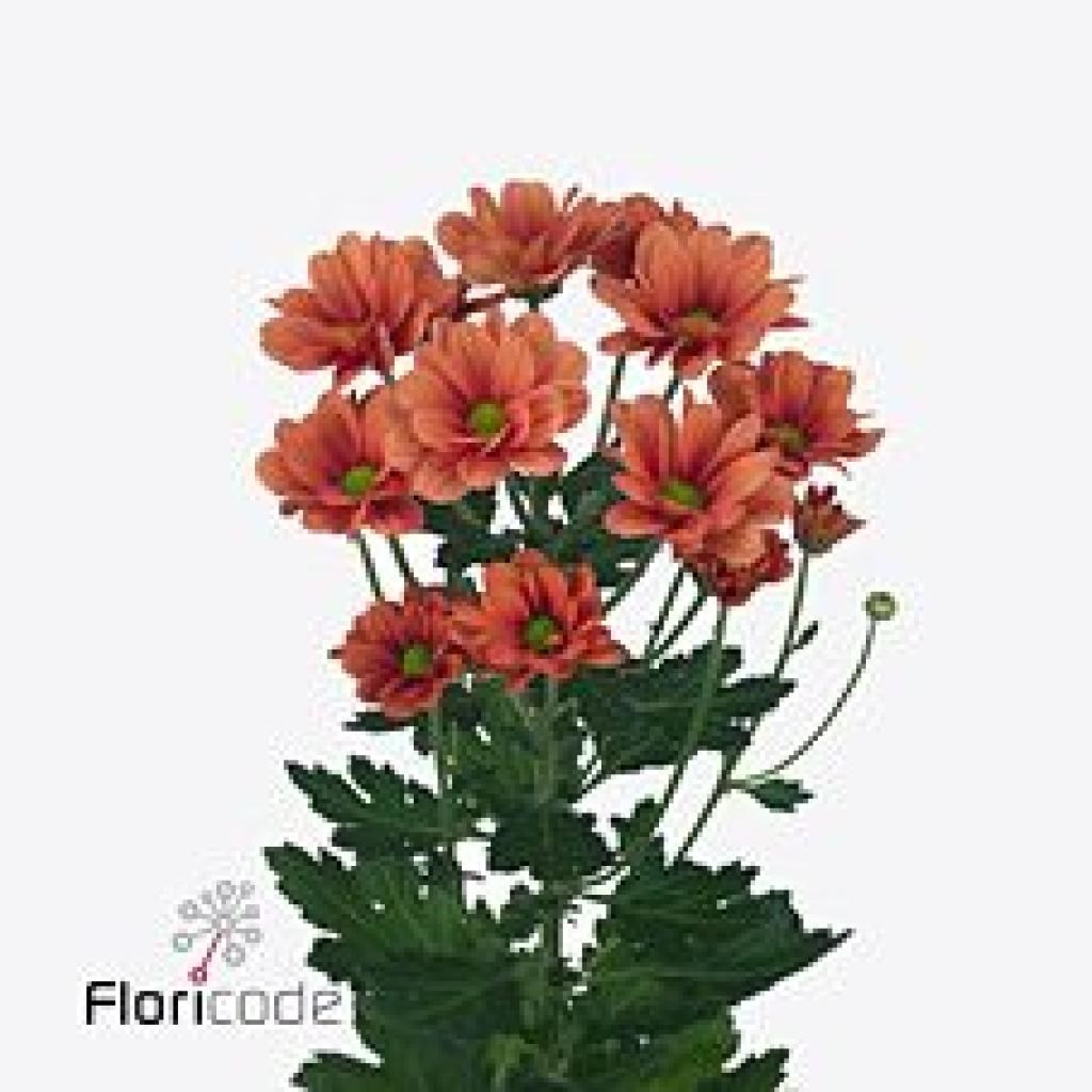 Chrysant Spr. Varese