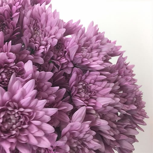 Chrysant Spr. Veronica