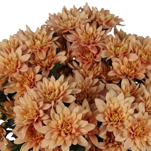 Chrysant Spr. Veronica Salmon