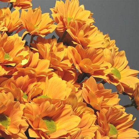 Chrysant Spr. Woodpecker