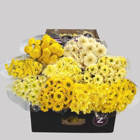 Chrysant Spr. Yellow Mix