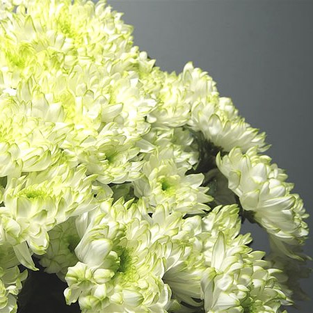 Chrysant Spr. Zembla Lime