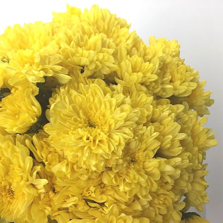 Chrysant Spr. Zembla Sunny