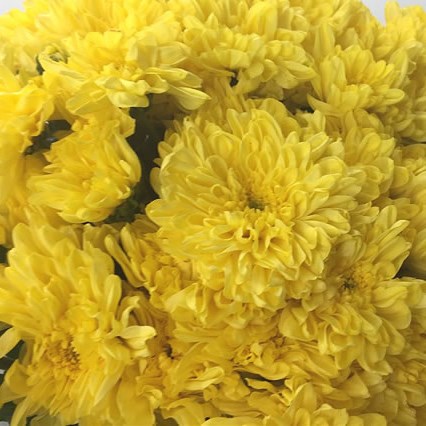 Chrysant Spr. Zembla Sunny