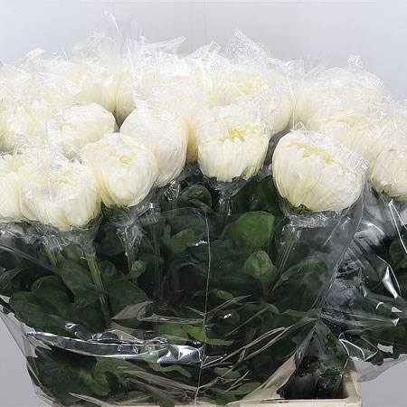 Chrysant Taiga