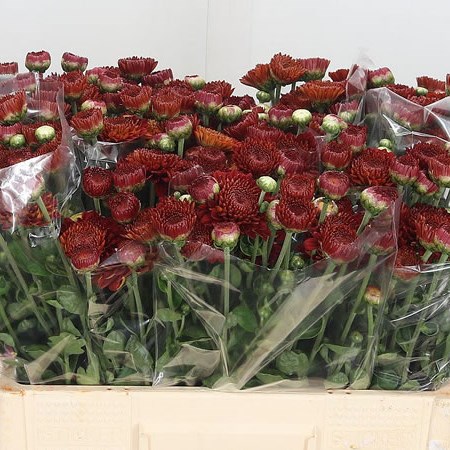 Chrysant Wendy (grown outside)