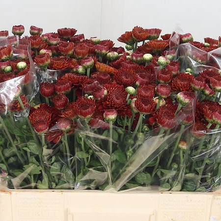 Chrysant Wendy (grown outside)