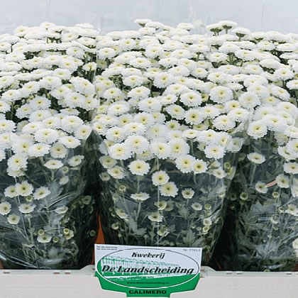 Chrysant san. Calimero Snow