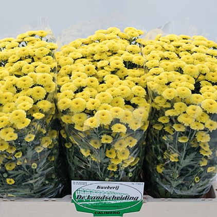 Chrysant san. Calimero Sunny
