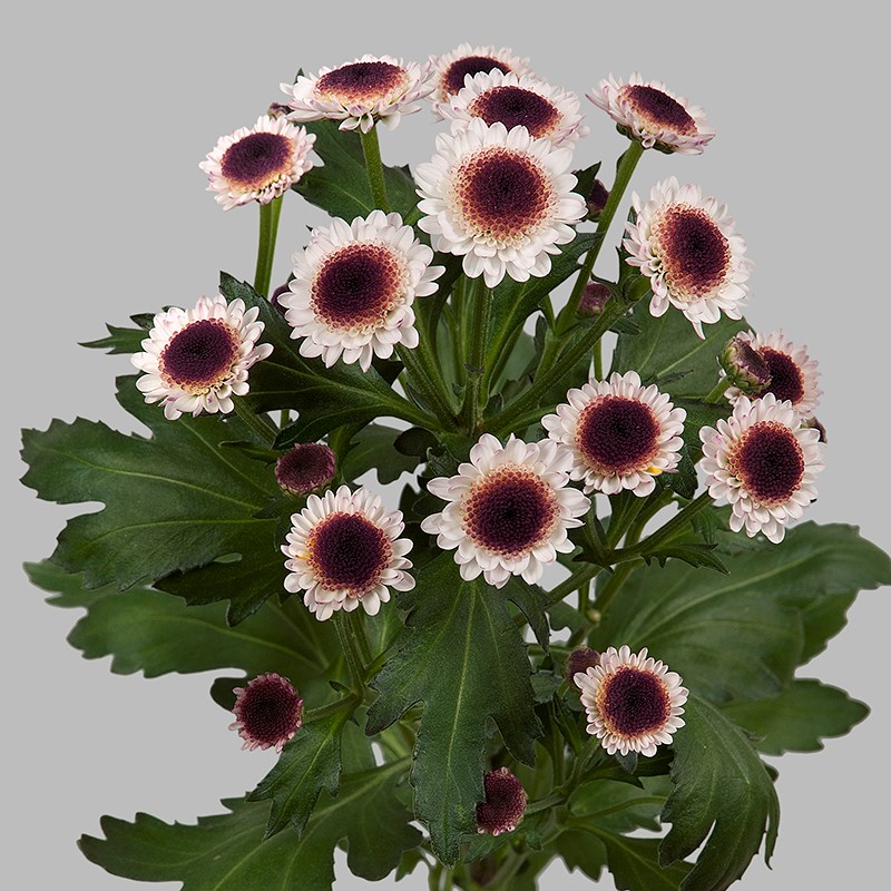 Chrysant san. Cedis