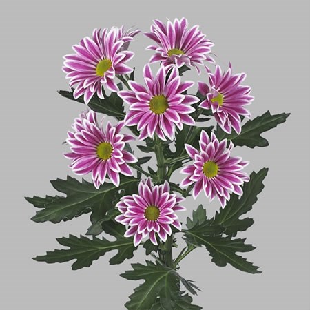 Chrysant san. Cirque Dark