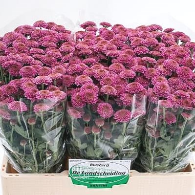 Chrysant san. Demi